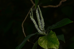 Colebrookea oppositifolia