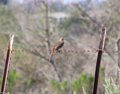 iNaturalist observation photo of California Thrasher