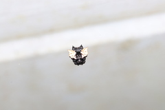 Gasteracantha mediofusca