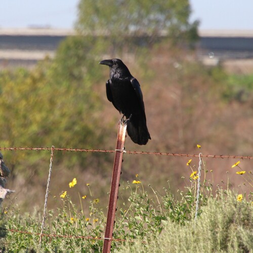 iNaturalist observation photo of Common Raven