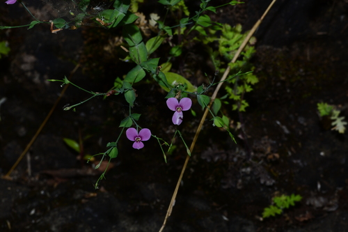 Image of Canscora diffusa by no rights reserved