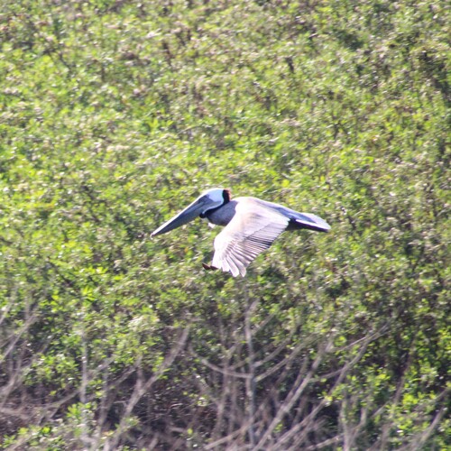 iNaturalist observation photo of Brown Pelican