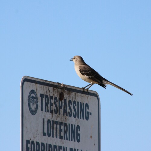 iNaturalist observation photo of Northern Mockingbird
