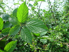 Rubus radula