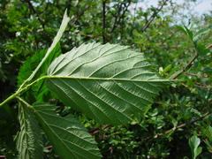 Rubus radula