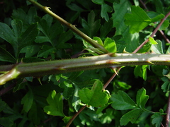 Rubus radula