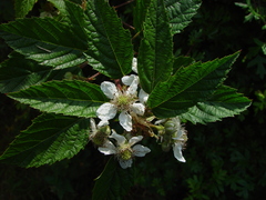 Rubus radula