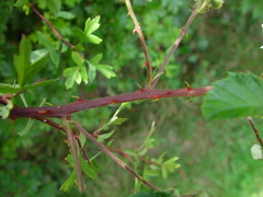 Rubus radula