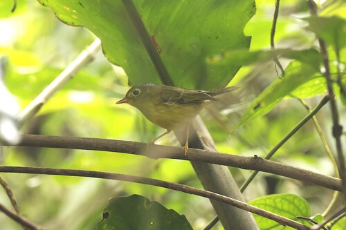 Bianchi's Warbler (Phylloscopus valentini), photo 5