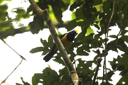 Sultan Tit (Melanochlora sultanea), photo 1
