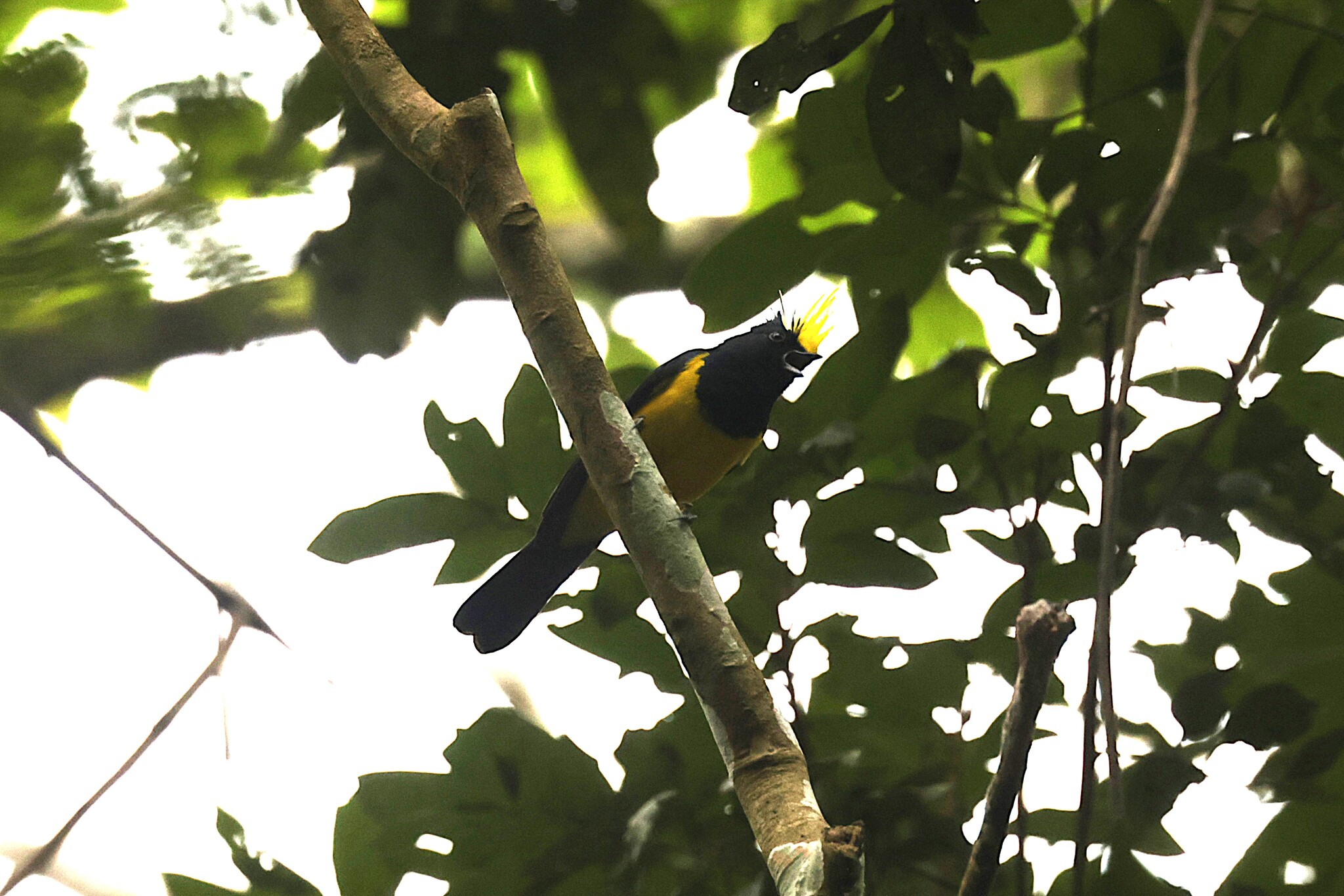Sultan Tit (Melanochlora sultanea), photo 1