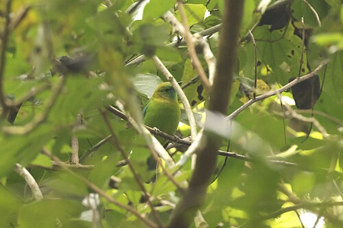 Blue-winged Leafbird (Chloropsis moluccensis), photo 4