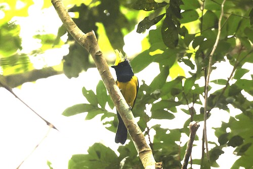 Sultan Tit (Melanochlora sultanea), photo 2