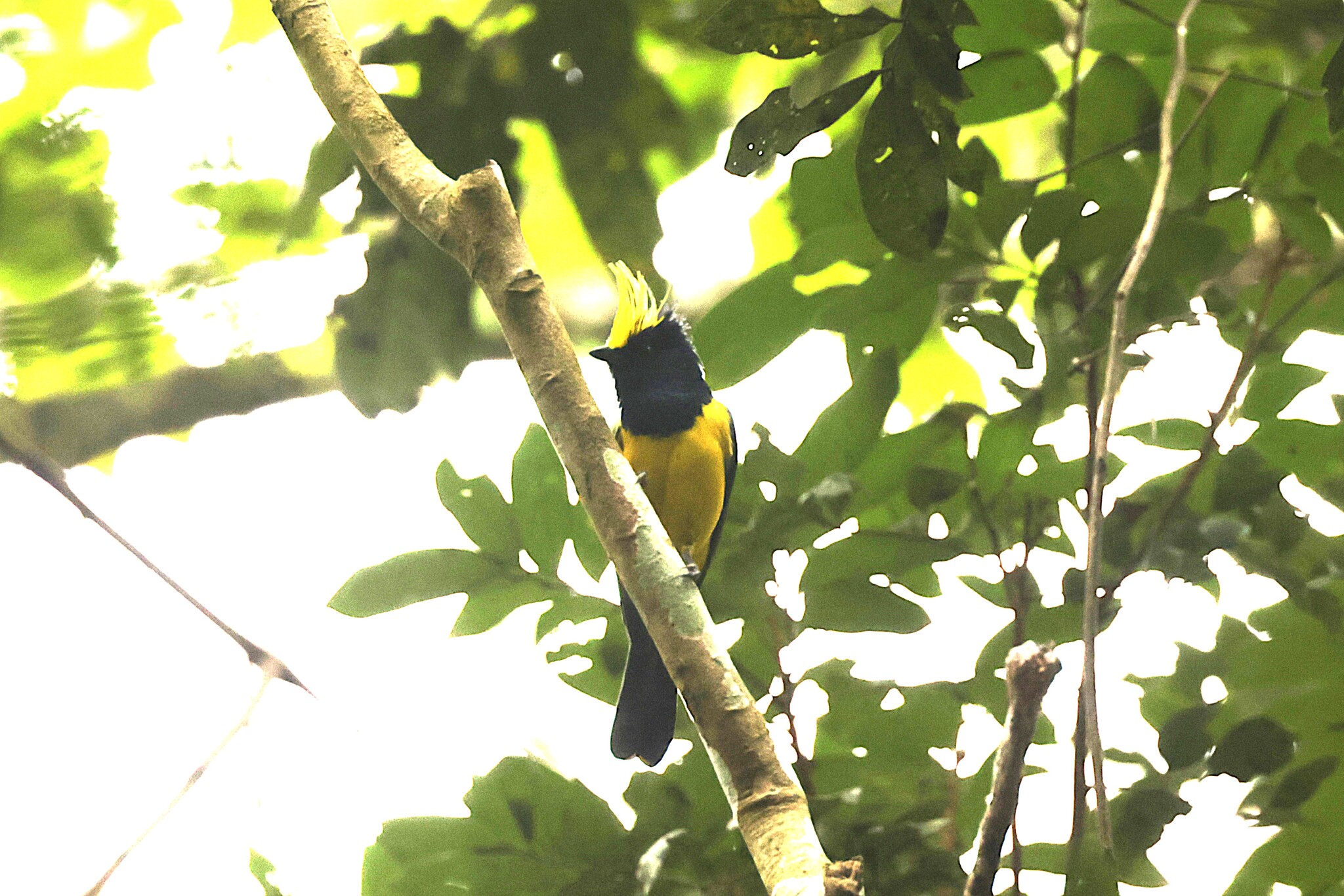Sultan Tit (Melanochlora sultanea), photo 2