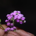 Cyathocline purpurea - Photo Sem direitos reservados, uploaded by S.MORE