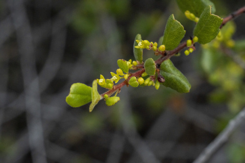 Hairyleaf Redberry (Rhamnus pilosa)