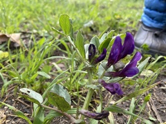 Vicia narbonensis