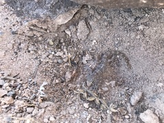 Phyllodactylus gerrhopygus