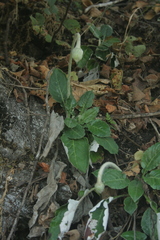 Magnoliopsida