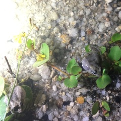 Crinia parinsignifera