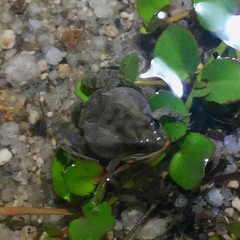 Crinia parinsignifera