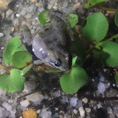 Crinia parinsignifera