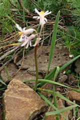 Tulbaghia natalensis