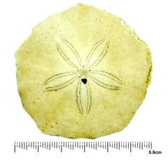 Scaphechinus mirabilis