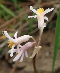 Tulbaghia natalensis