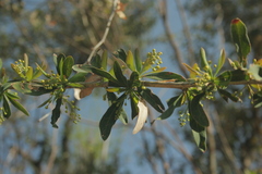 Magnoliopsida