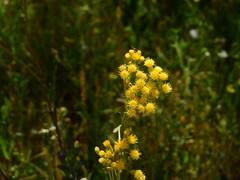 Senecio covasii