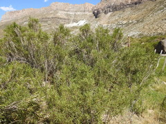 Colliguaja integerrima