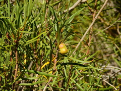 Colliguaja integerrima