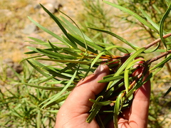 Colliguaja integerrima