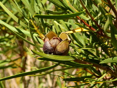 Colliguaja integerrima