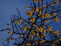 Loranthus europaeus