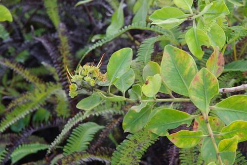 Vunga (Metrosideros collina)