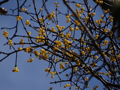 Loranthus europaeus
