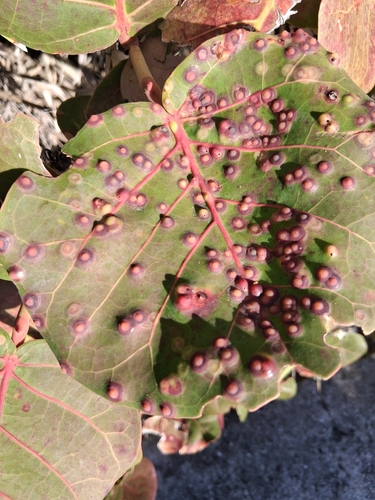 Unknown species found near Jupiter, FL 33477, USA