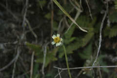 Tridax procumbens