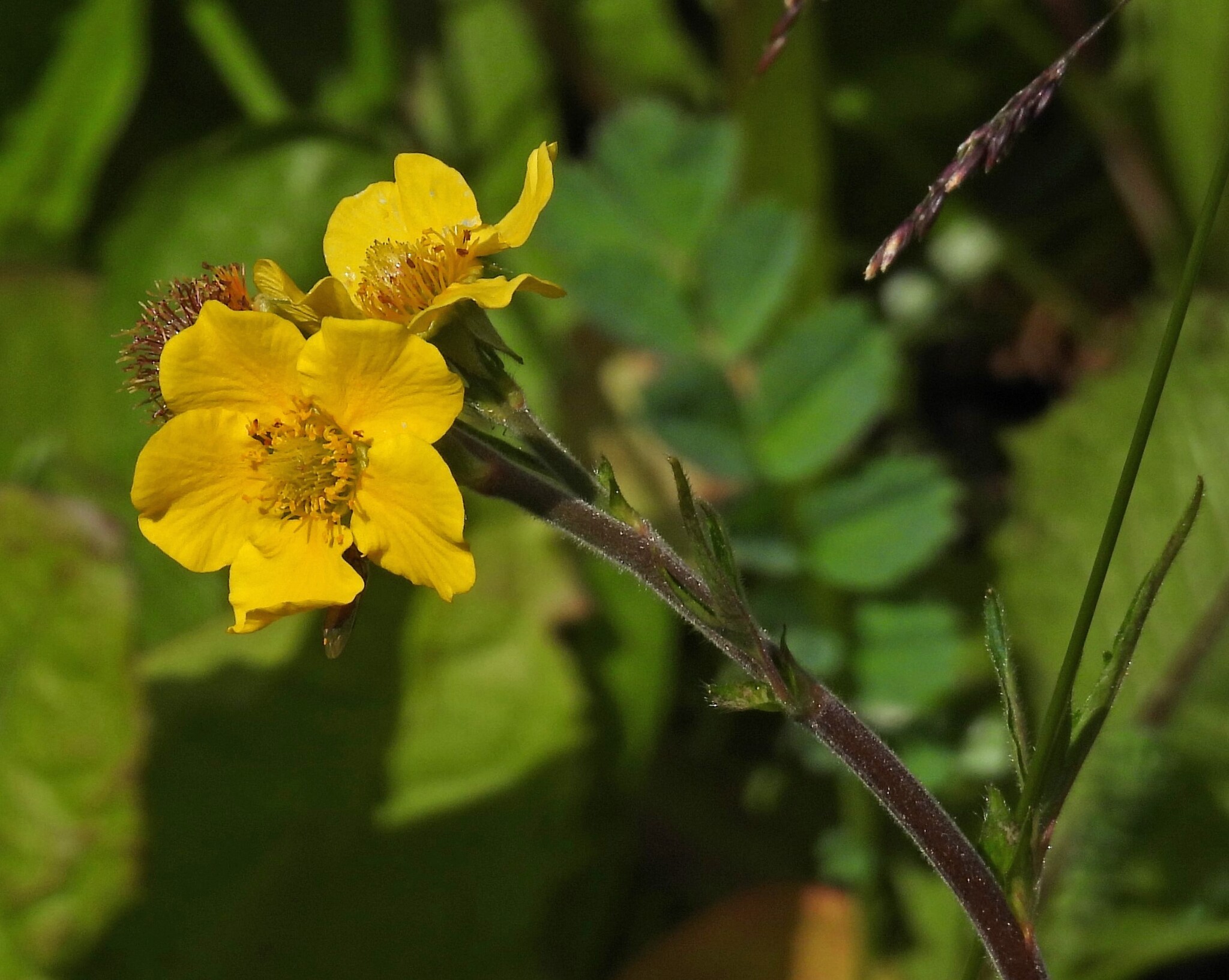 Imagem de Geum magellanicum