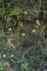 Tridax procumbens
