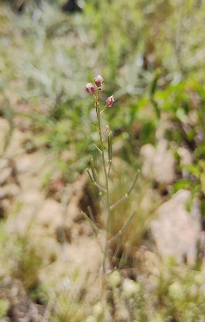 Mostacillastrum stenophyllum