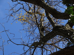 Loranthus europaeus