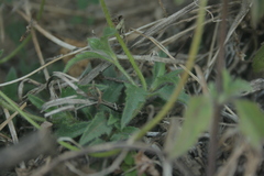 Tridax procumbens