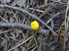 Loranthus europaeus