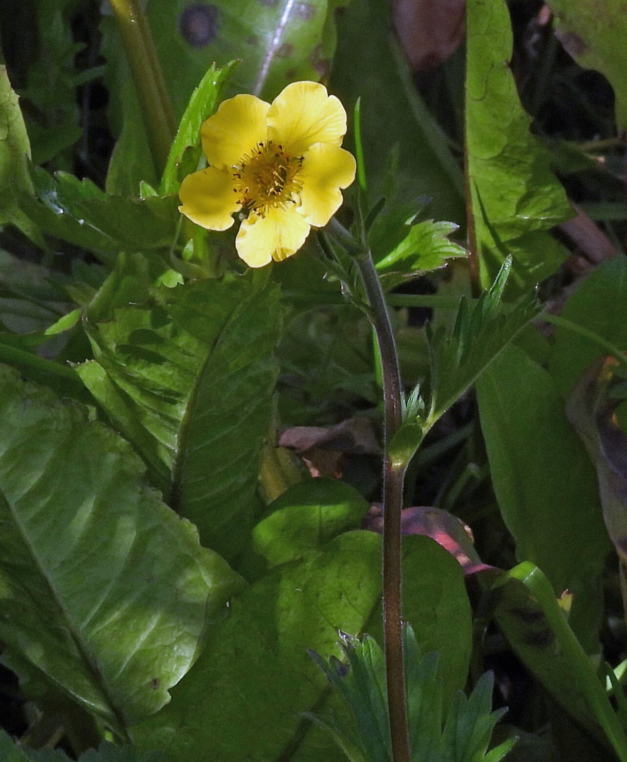 Imagem de Geum magellanicum
