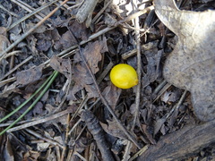 Loranthus europaeus