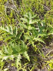 Cynara syriaca