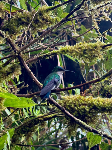 Blue-headed Hummingbird (Riccordia bicolor)